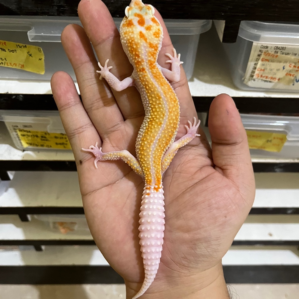 TREMPER ENIGMA POSS SNOW POSS WY CBA437 BETINA Mainan Anak Lucu Jinak Gecko Geko Leopard Gecko