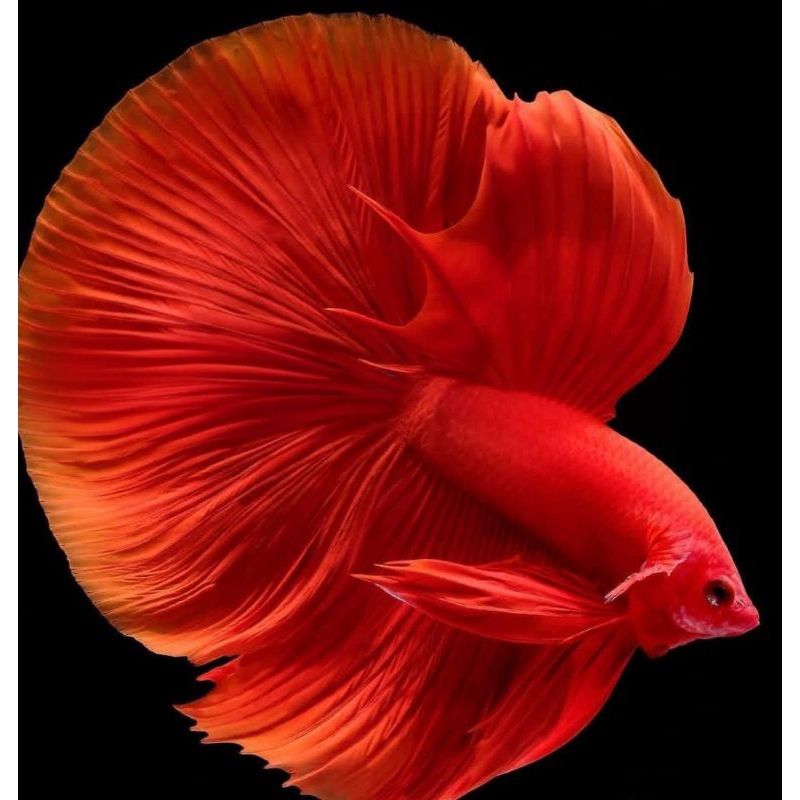 HM SUPER SUPER RED RARE MALE