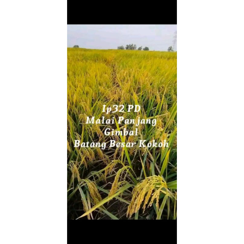 BENIH PADI IP 32 PD MALAI PANJANG UNGGUL BERKUALITAS 1KG