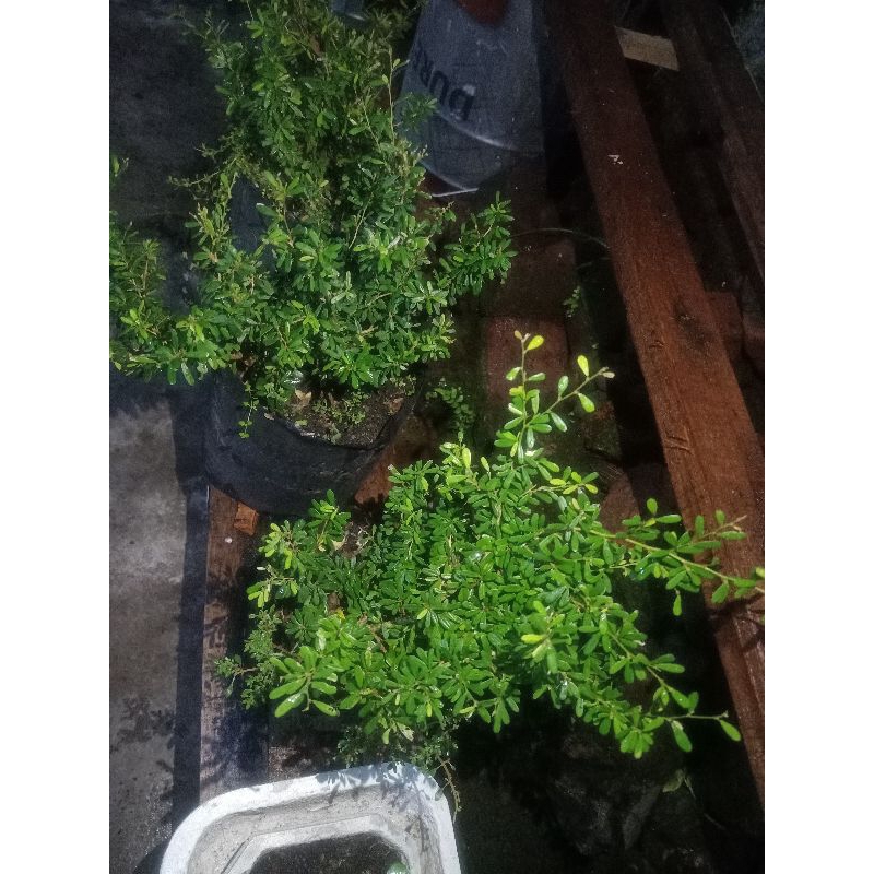 promo .. bonsai Saeng simburVietnam super mikro