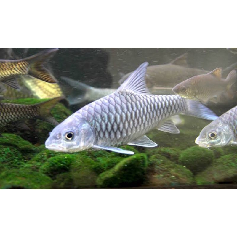 Dekorasi Hiasan Aquarium Masher Tor Tambroides (KHUSUS INSTAN)