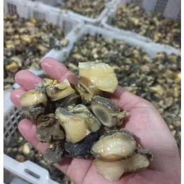 

DAGING KEONG / TUTUT FROZEN / HEWAN KOL BEKU