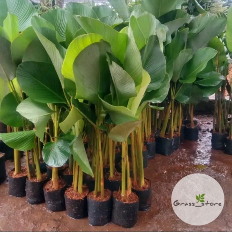 calathea pisang - pisang pisangan calatea - pisang calatea