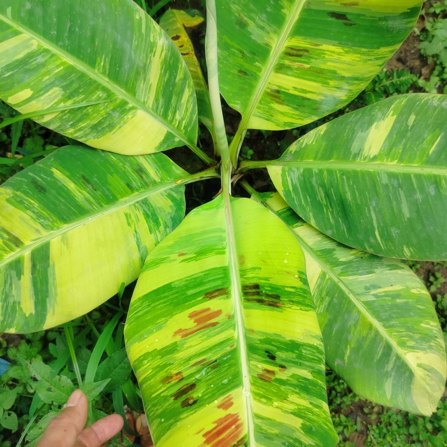 Tanaman hias langka jenis Pisang Cavendish Variegata unik Bagus subur