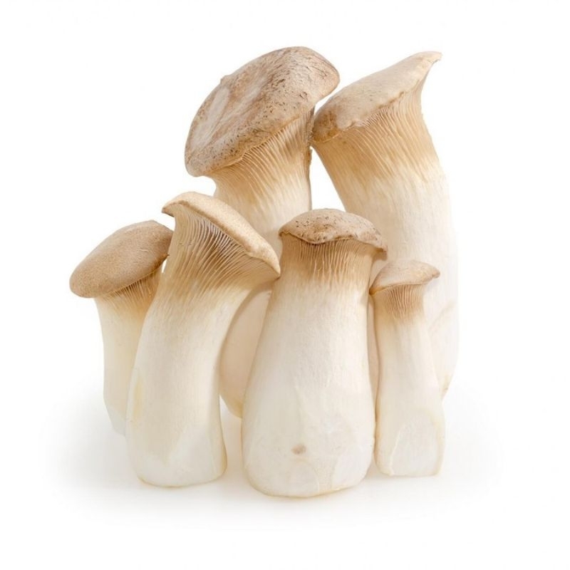 

Jamur king oyster