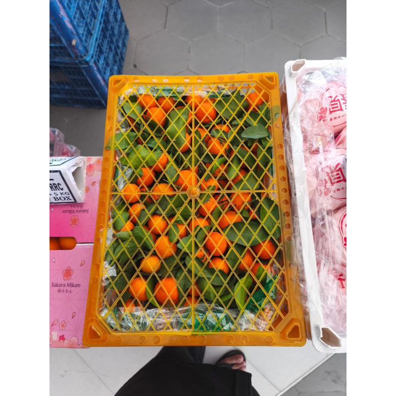 

Buah jeruk Shantang tangerin manis segar 6 kg