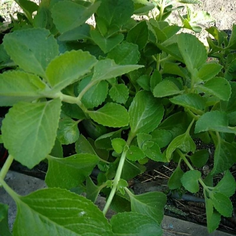 

daun jinten segar di ambil langsung bila ada orderan masuk 500gr