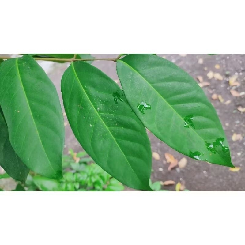 

Daun salam segar 100gr