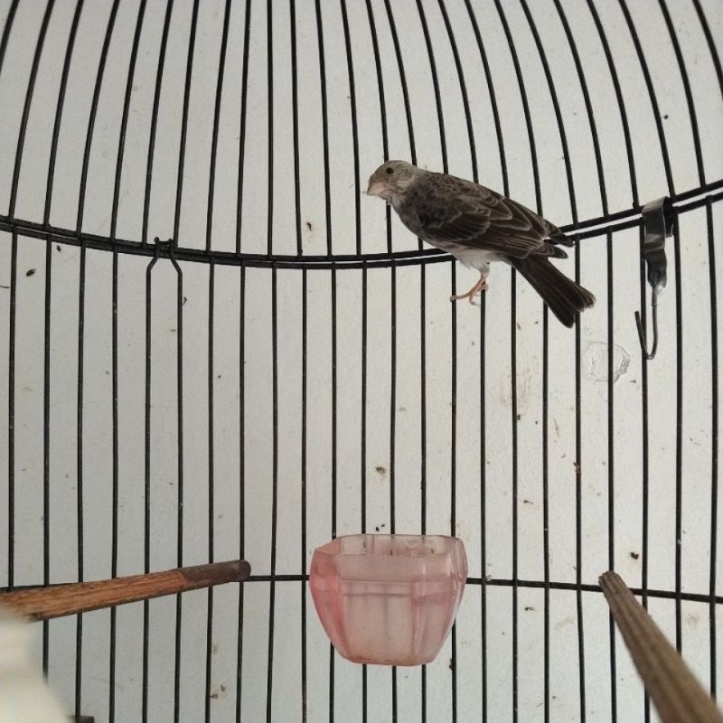 burung sanger jantan paud rbf