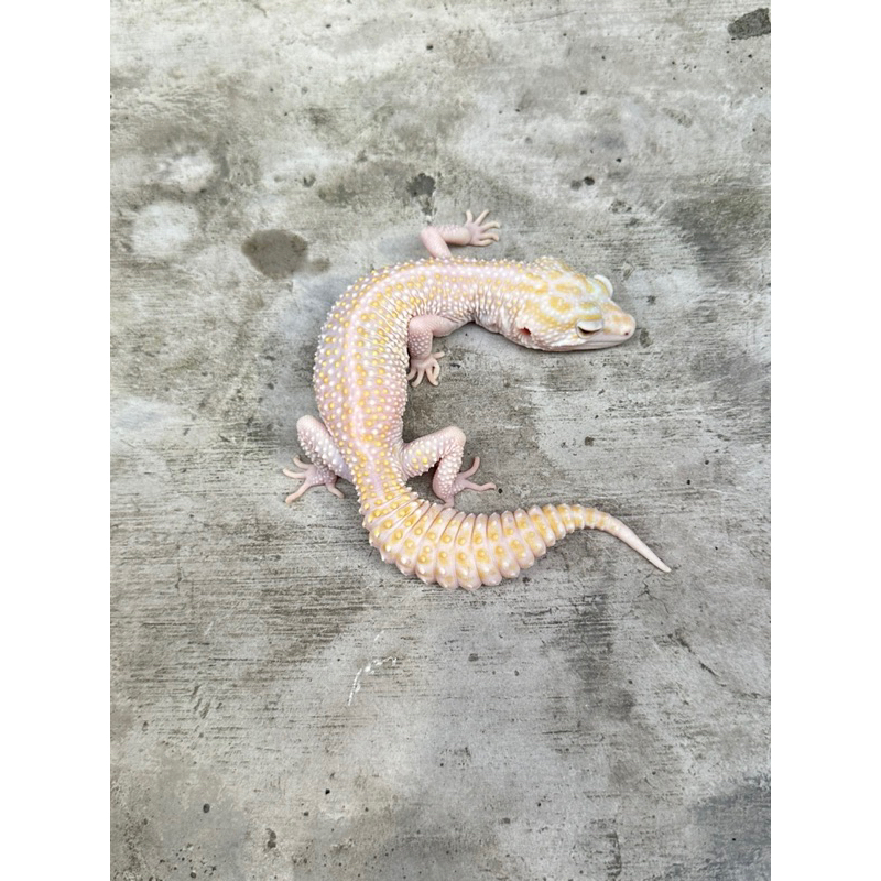 LEOPARD GECKO ADULT INDUKAN 8 BULAN  BERBONUS CALCIUM DAN GUTLOAD