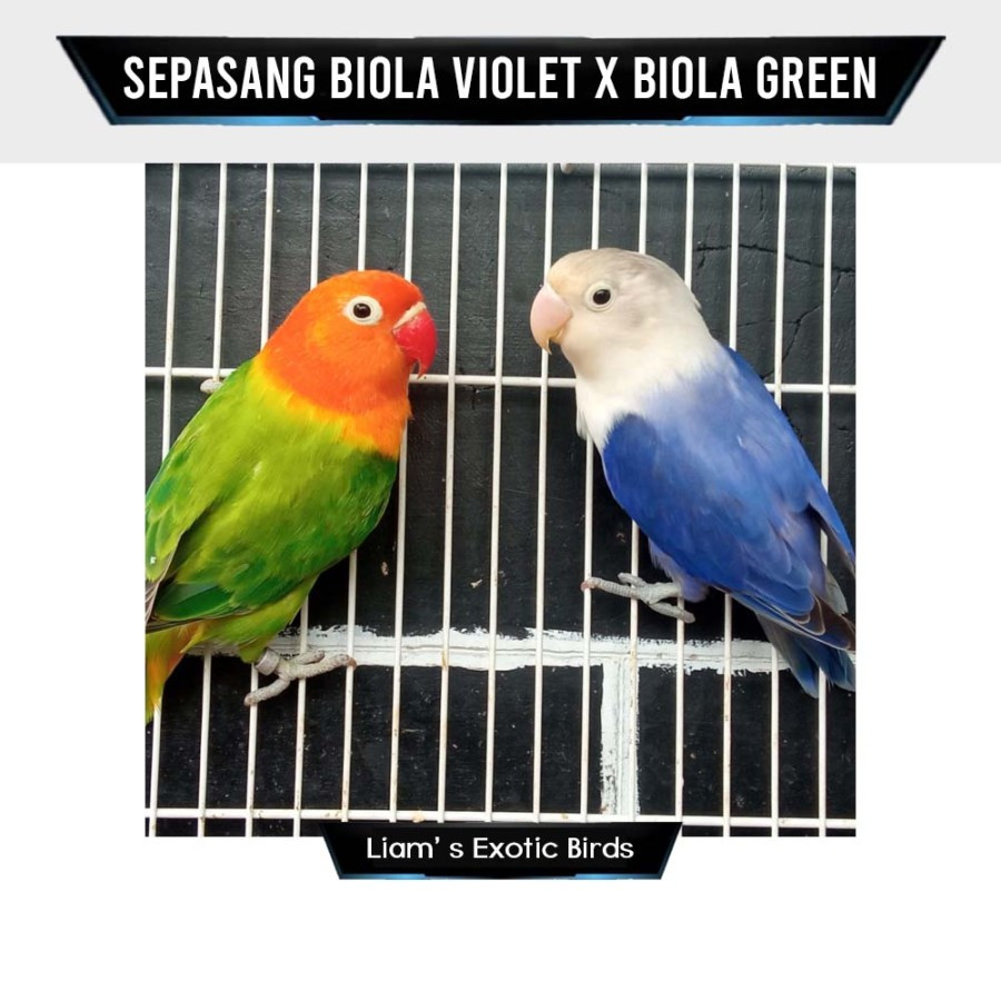 Burung Lovebird Sepasang Biola Green dan Biola Blue Violet