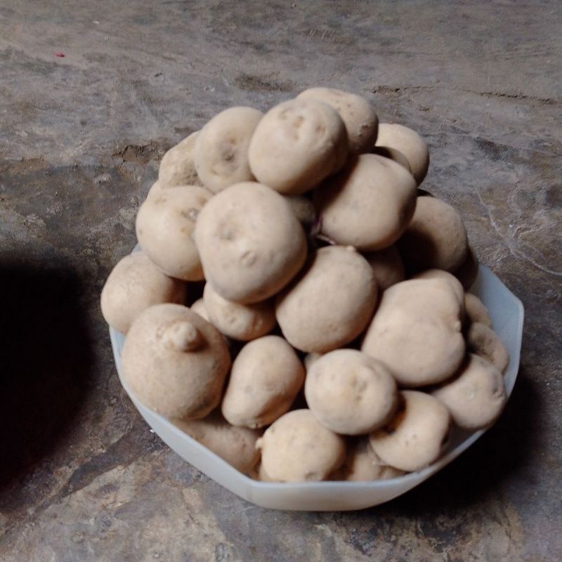 

kentang Granola/kentang sayur/kentang baby/ukuran D'N