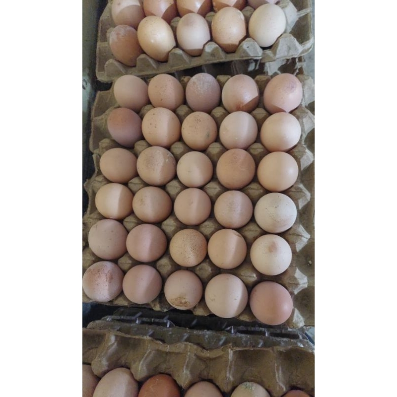

telur ayam fresh