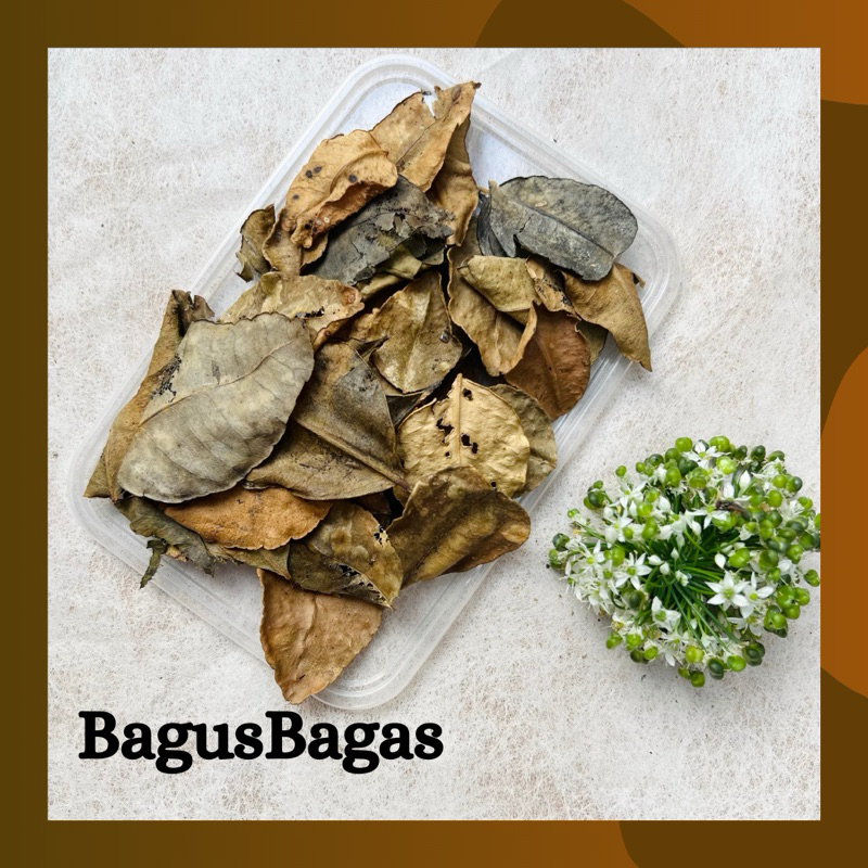 

Daun Jeruk Purut Kering 50g Bagus Bagas Obat Herbal Tradisional Pengurang Rasa Sakit Kesehatan Mulut