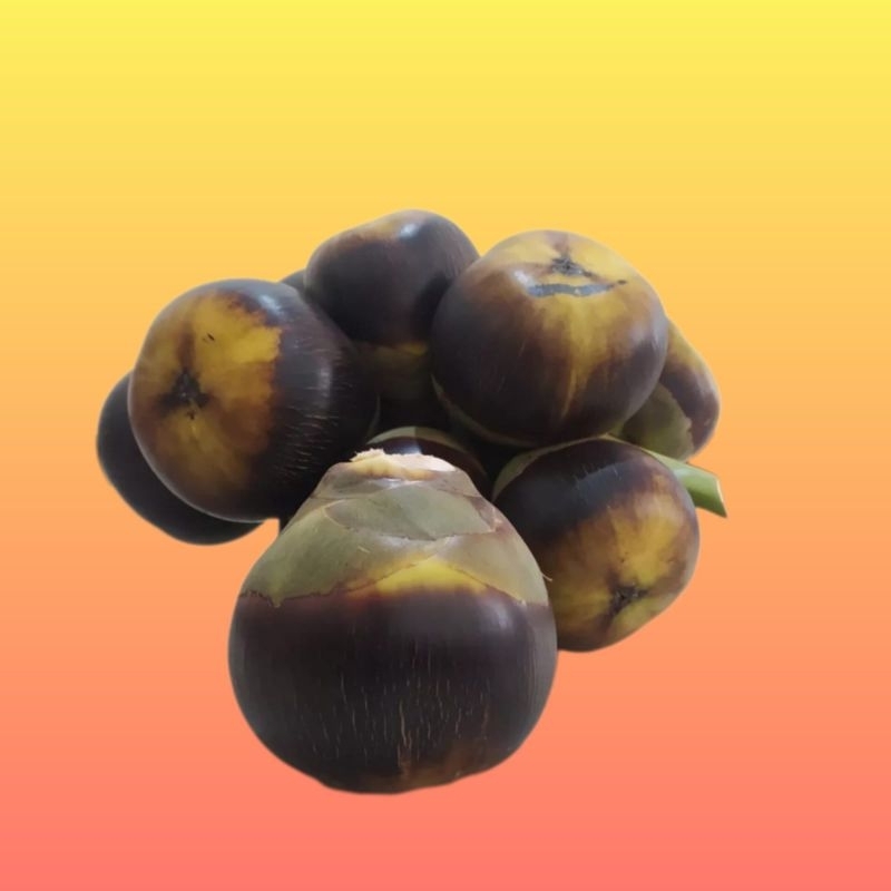 

Buah Lontar Utuh Khas Tuban Isi 3 Buah utuh(Kesegaran Tahan 7-9 Hari)