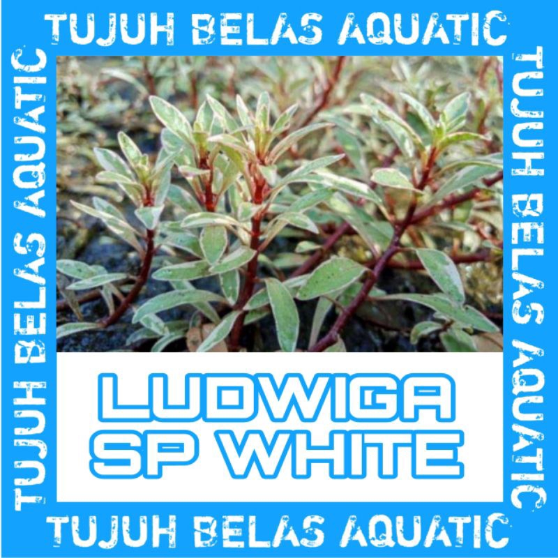 tanaman hias aquarium air tawar