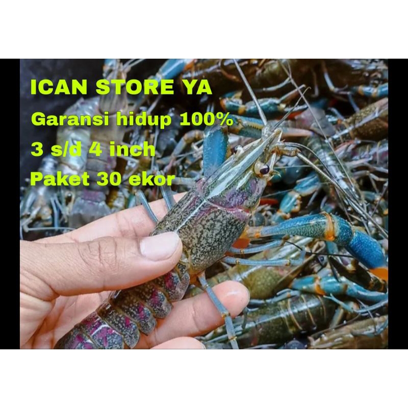

lobster air tawar redclaw bibit 3-4 inch mix jantan betina 30 pcs