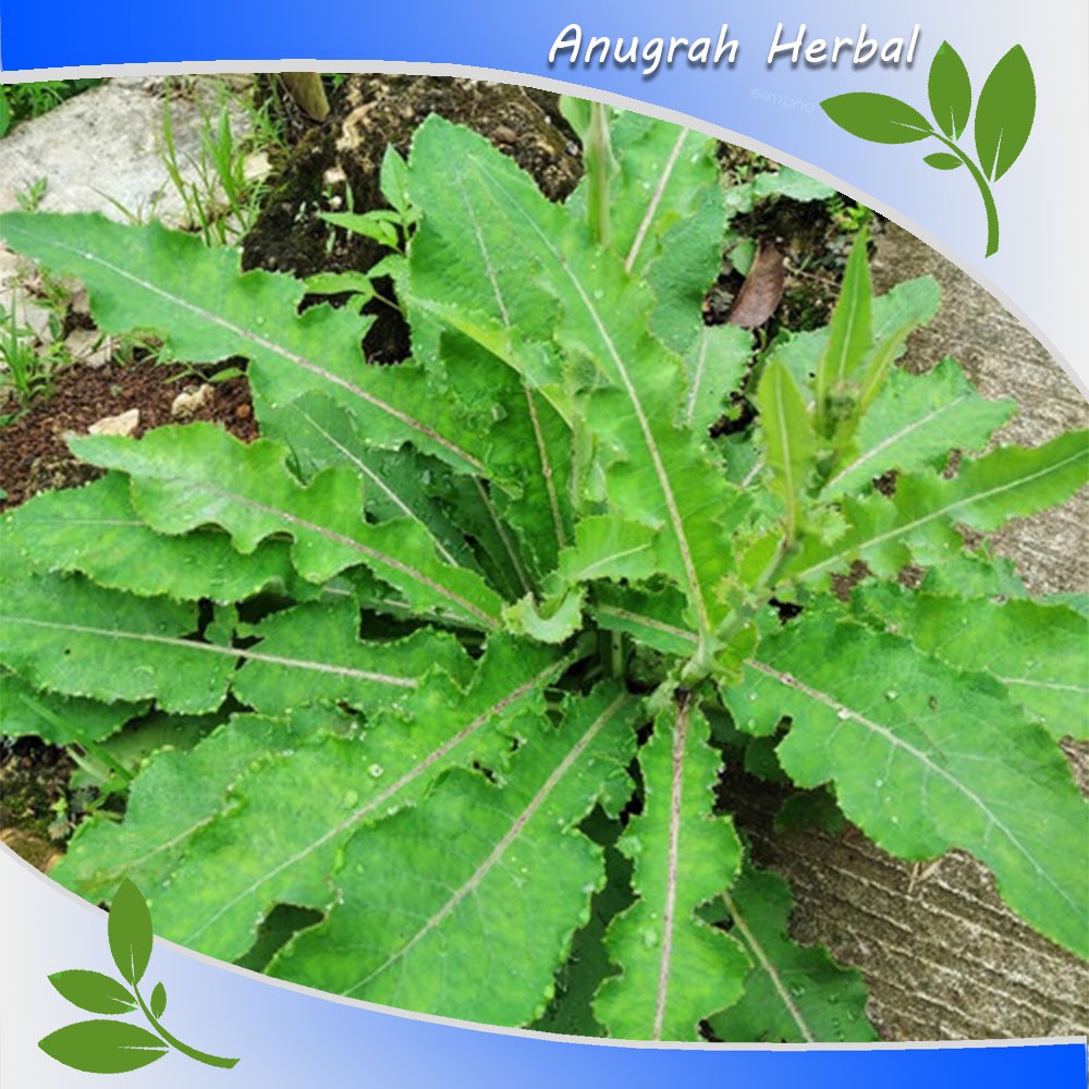 

daun tempuyung segar 250 gr