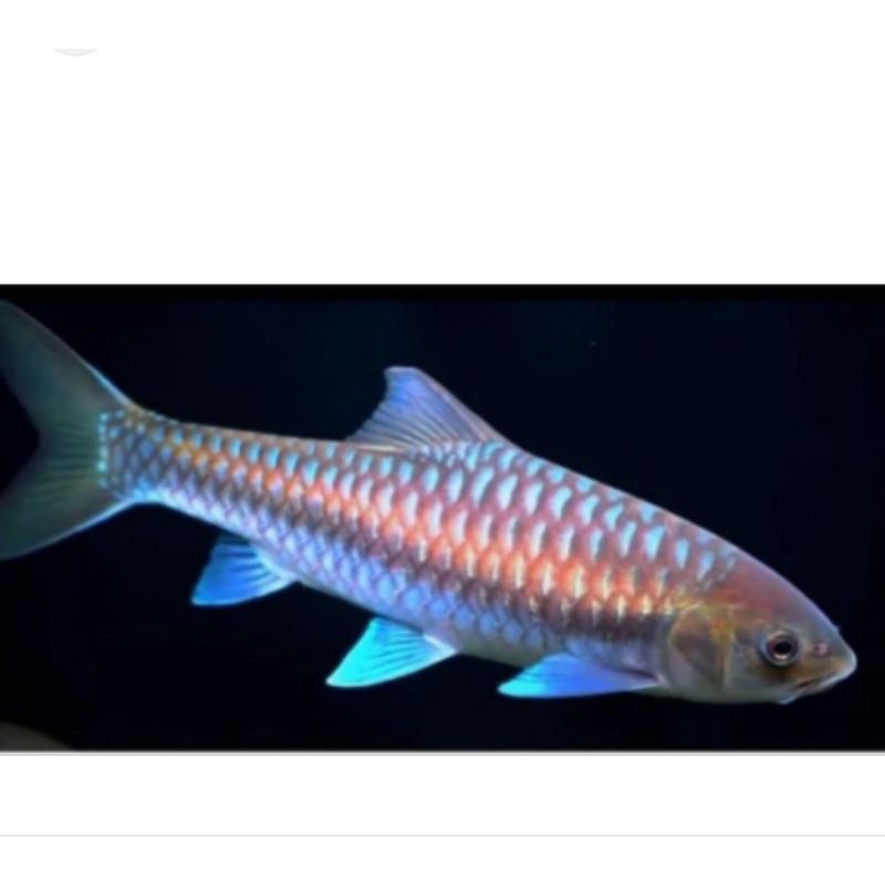 Blue mahseer neo stracheyi baby