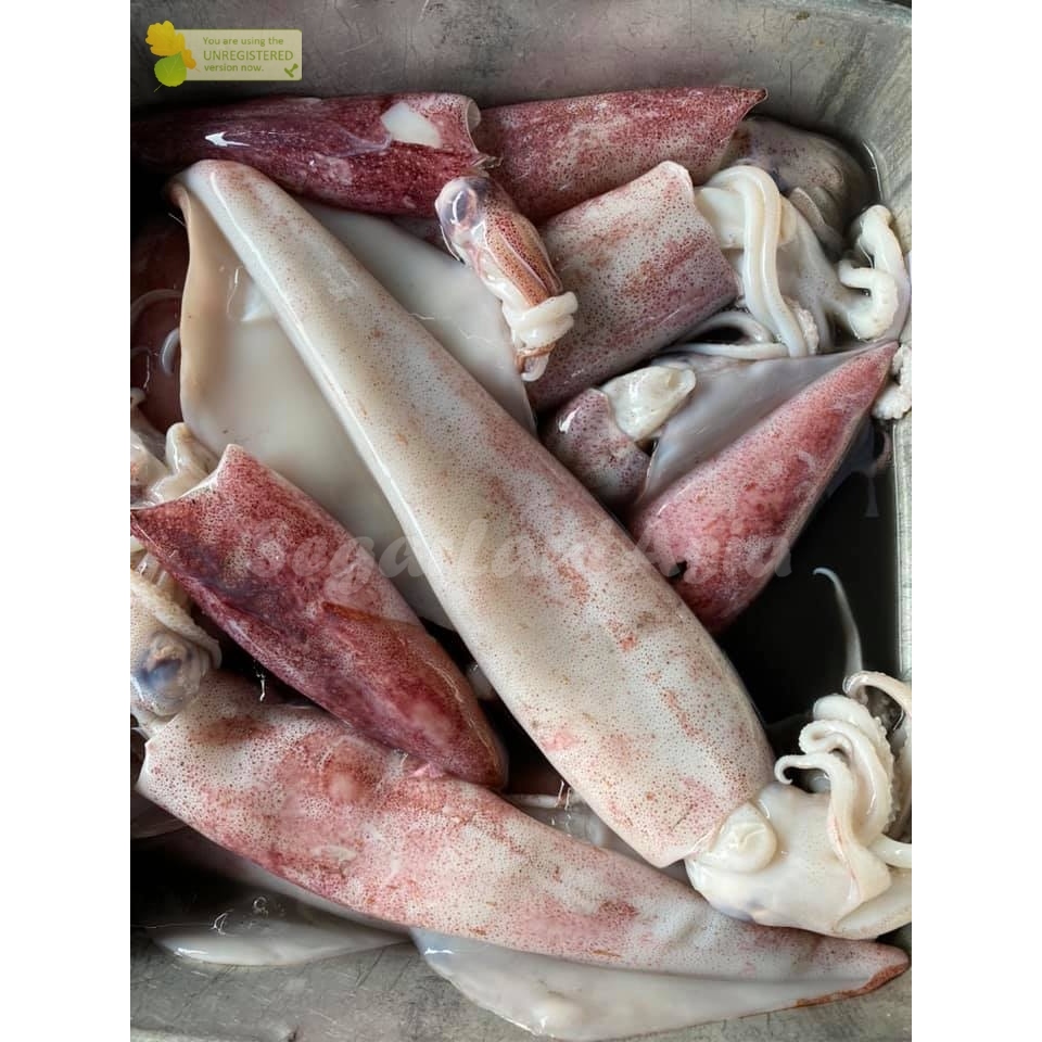 

Cumi Merah Jumbo Cumi Basah Segar Cumi Besar 1Kg