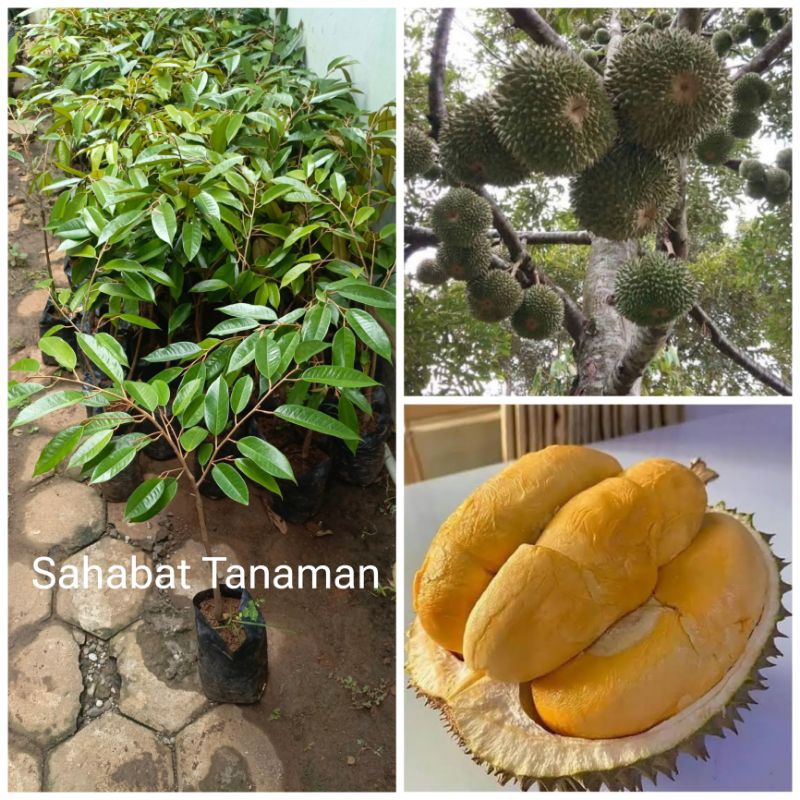 Bibit Durian Duri Hitam, Black Thorn, Ochee Okulasi