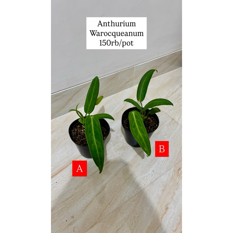 Anthurium Warocqueanum