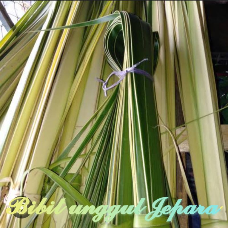 JANUR KUNING PERLEMBAR