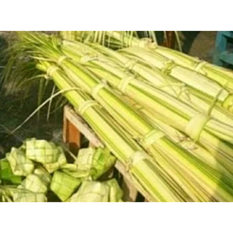 janur kelapa muda,harga untuk 30-40 helay daun