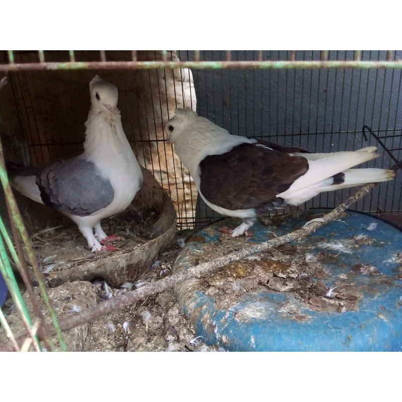 merpati santinet sepasang indukan