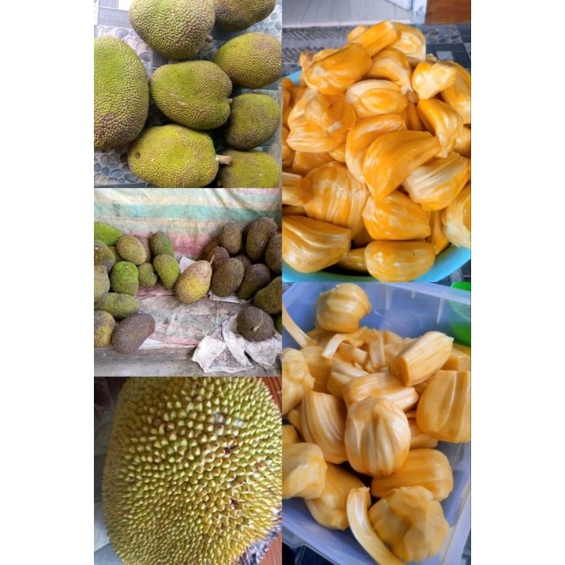 

buah nangka madu super fresh segar setengah mateng berat 5kg