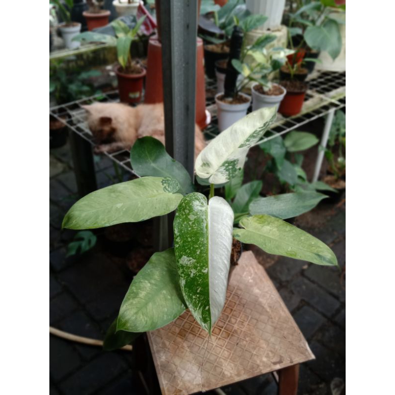 philodendron josebuono varigata