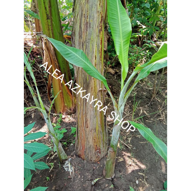 bibit pisang ulin/pisang ulin/pisang berlin