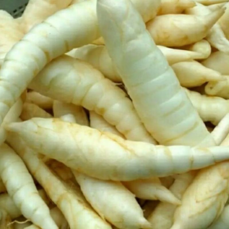 

Umbi Garut segar 1/2 fresh