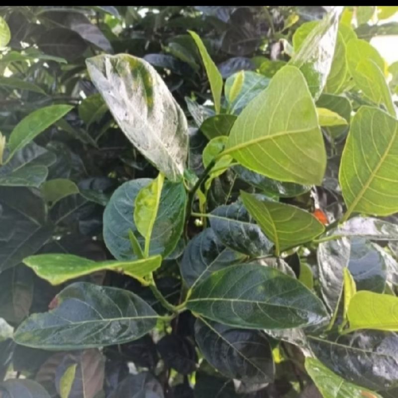 

daun nangka kuning herbal alami berkualitas