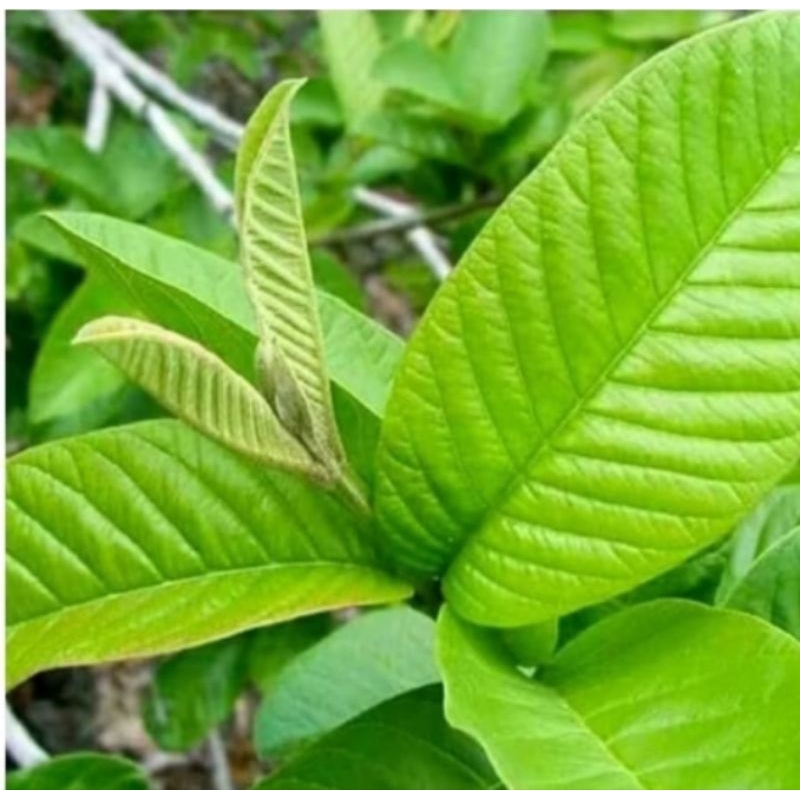 

daun jambu biji herbal alami berkualitas tinggi 1kg