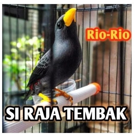 burung jalak rio rio teler bunyi riorio