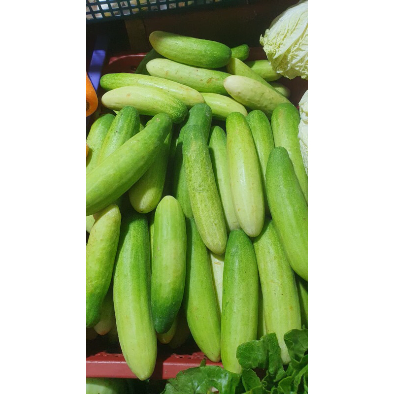 

Timun Acar/Timun Lalap