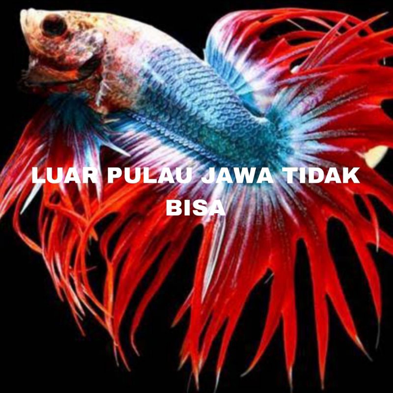 IKAN CUPANG CROWNTAIL MASKOT/ CT MIX