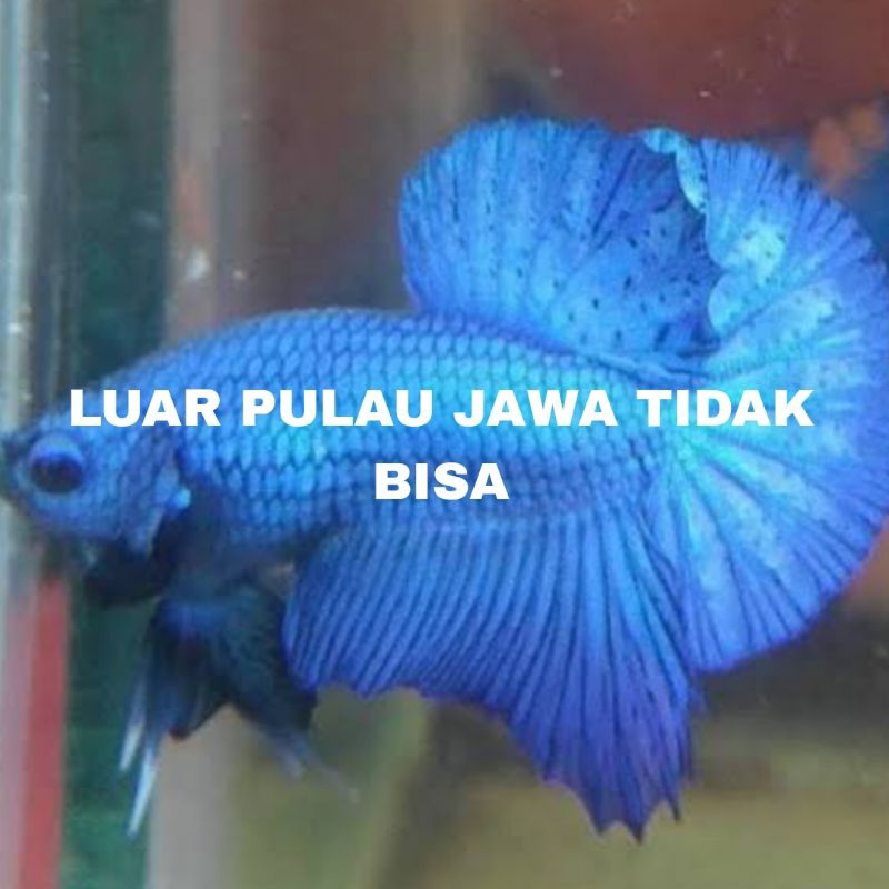 IKAN CUPANG PLAKAT DRAGON isi 10