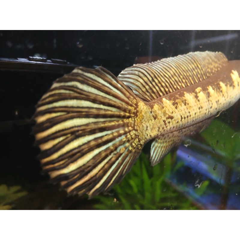 Channa Auranti Macculata size 12-14cm wc from india