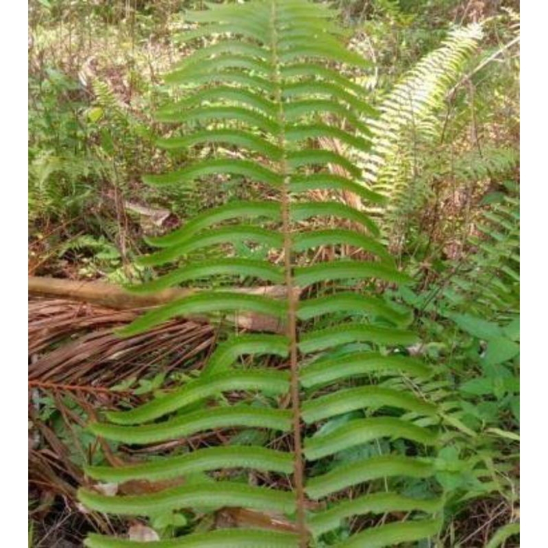 

JUAL DAUN PAKIS PAKU LIAR 10Lembar / Eco-Print