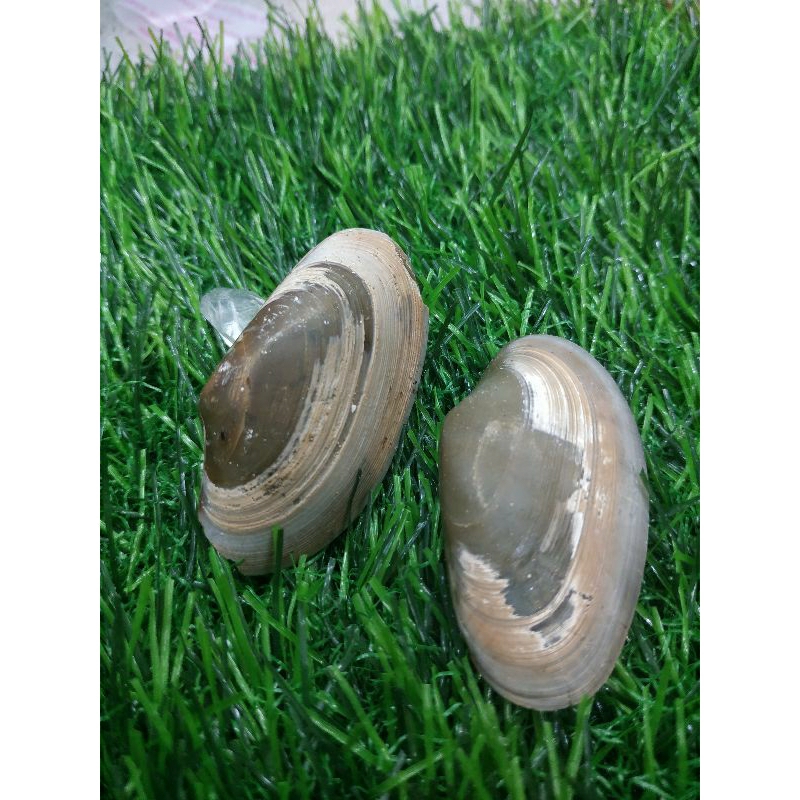 kijing buntet sudah menjadi batu