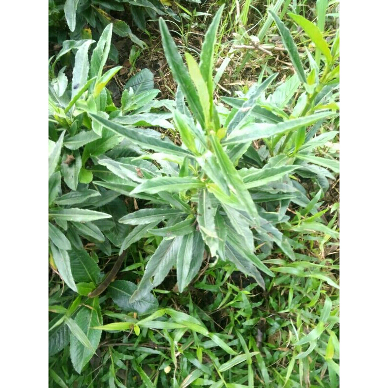 

Daun tapak liman segar 1kg