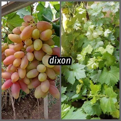 Bibit Anggur Dixon Import STEK ASLI 100%VALID