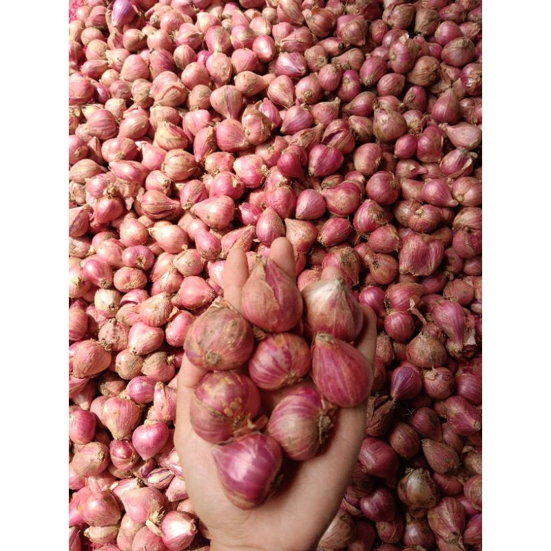 

ELSHOP Bawang Merah Murah 1 Kg (Super/Besar) | Bawang Merah Nganjuk | Bawang Merah Sayur | Bawang Merah Lokal