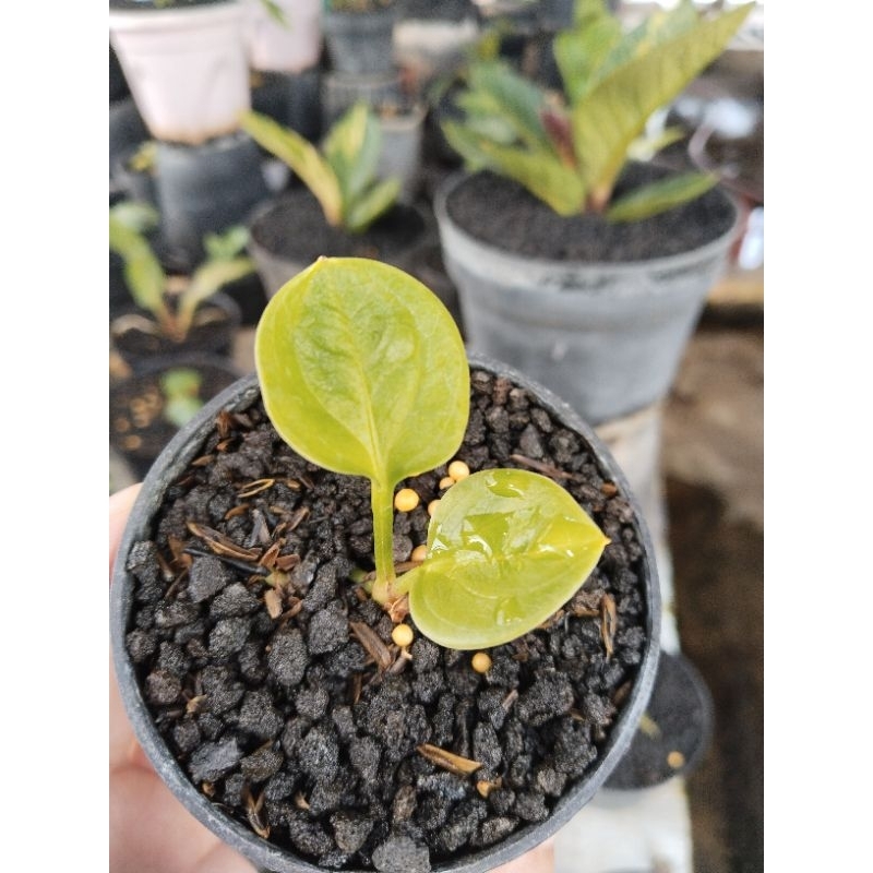 anthurium paketan 3 pohon. aston rasputin dan granpha