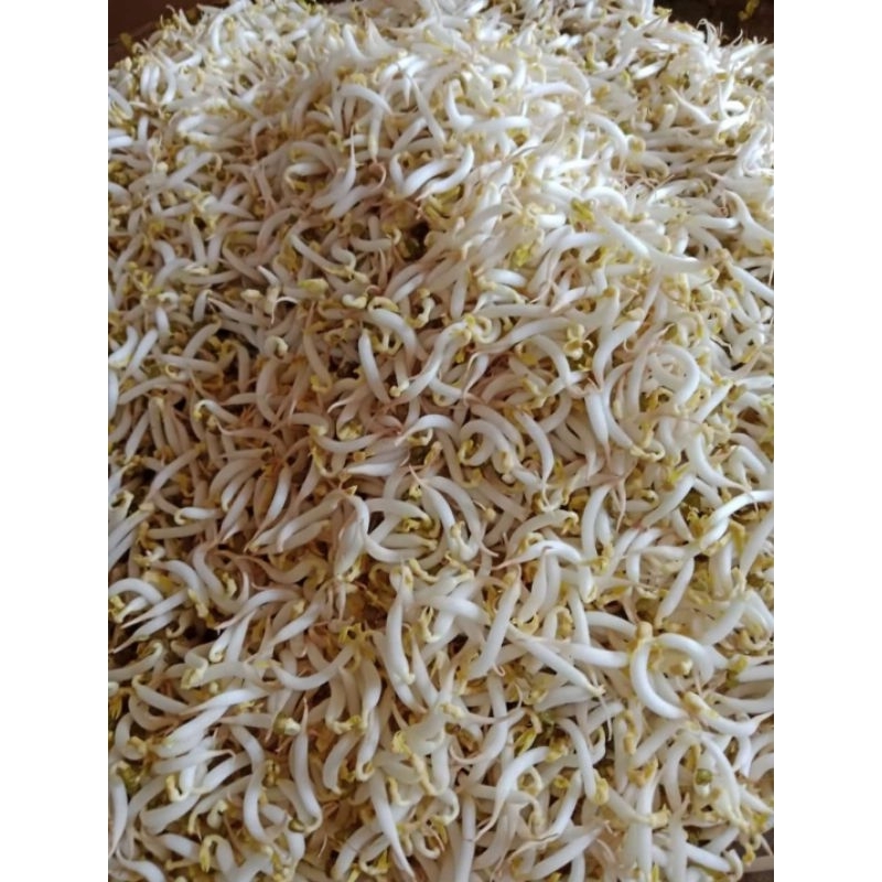 

Toge segar