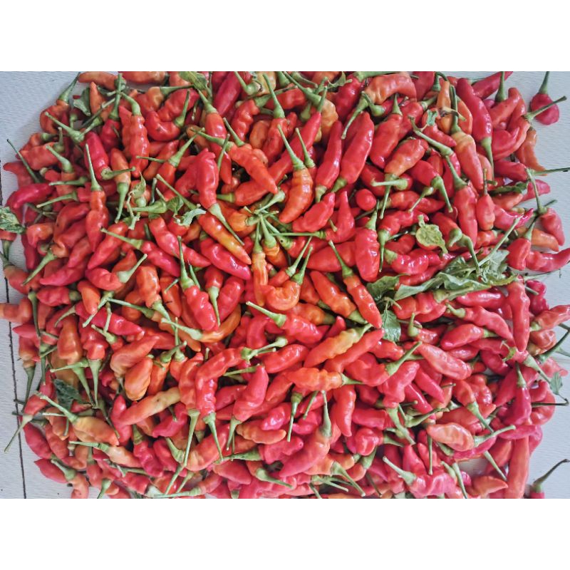 

Cabe Rawit ORI Pedas