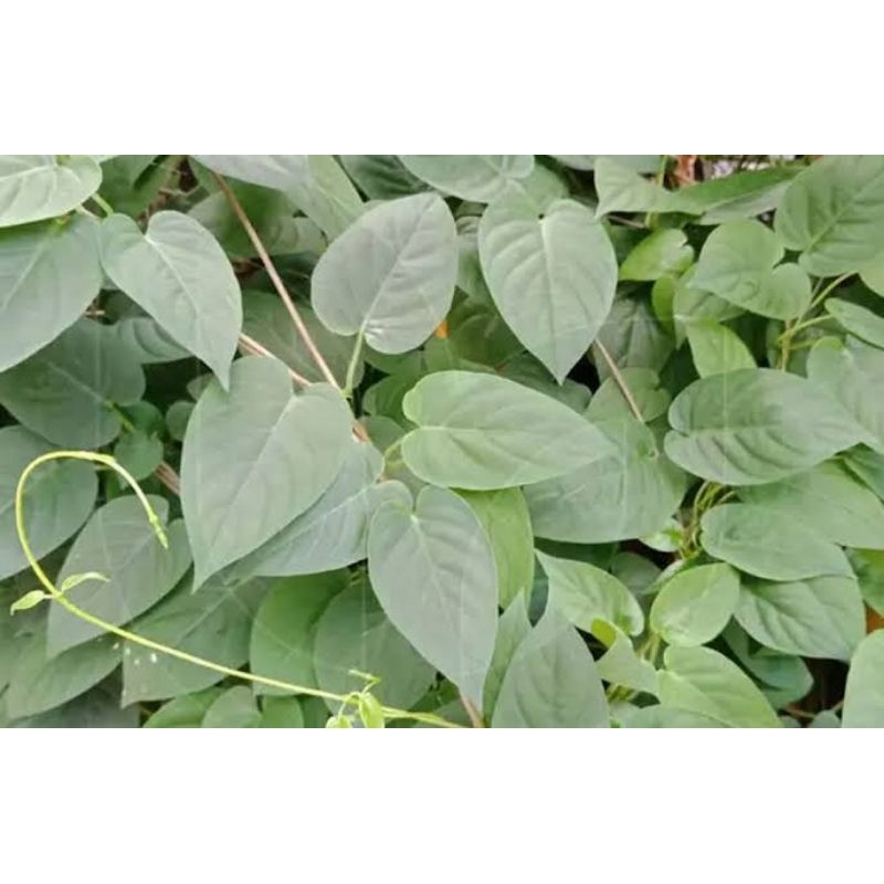 

Daun sembukan / kentutan fress