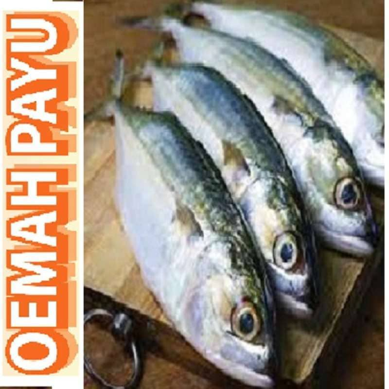 

Ikan Kembung Frozen - 500 gr - Seafood by Oemahpayu
